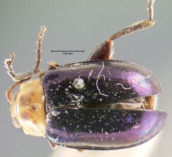 Media type: image; Entomology 18763   Aspect: habitus dorsal view